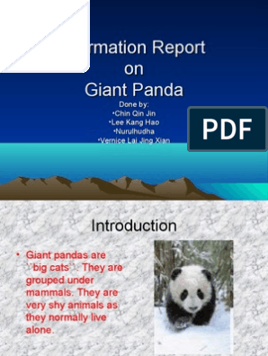 Реферат: Giant Panda Essay Research Paper What animal